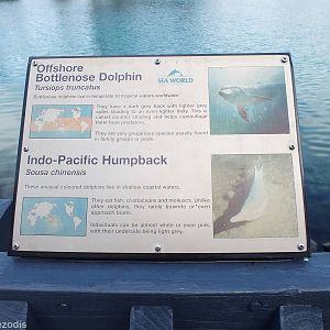 Dolphin Sign