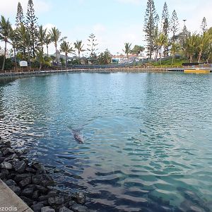 Bottlenosed and Humpback Dolphin Enclosure