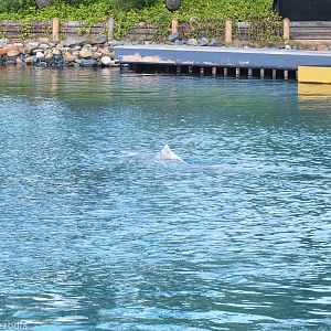 Australian Humpback Dolphin