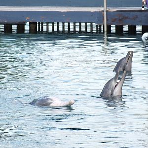 Bottlenosed and Humpback Dolphins
