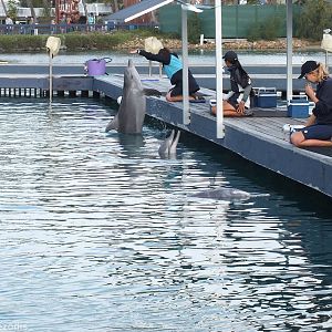Bottlenosed and Humpback Dolphins