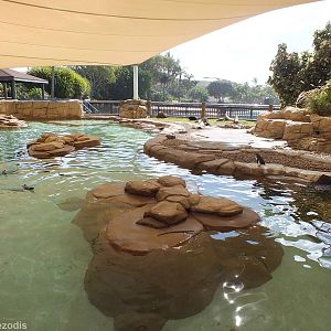 Little Penguin Enclosure