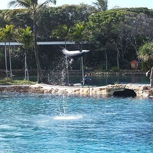 Dolphin Show