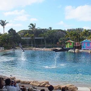 Dolphin Show