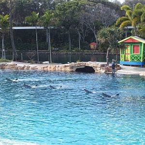 Dolphin Show