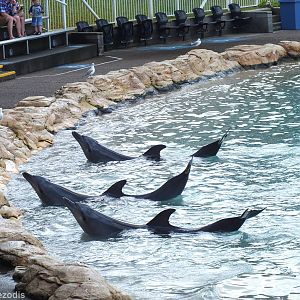 Dolphin Show