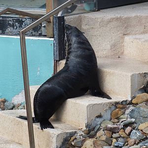 New Zealand Fur Seal (?)