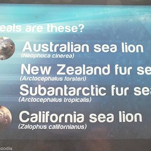 Sign of Sealion species held