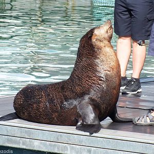 Subantarctic Fur Seal (?)