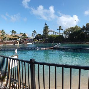 Dolphin Pools
