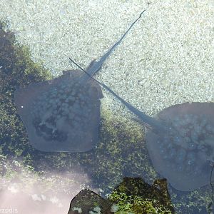 Stingrays