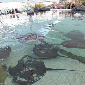 Stingrays