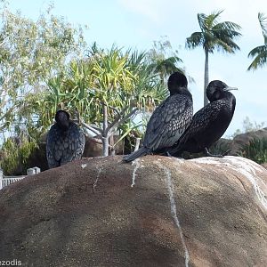 Wild Little Black Cormorants