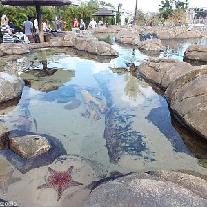Starfish and Sea Cucumber Touch Pool