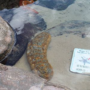 Sea Cucumber