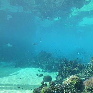 View of Shark Bay from Underwater Viewing