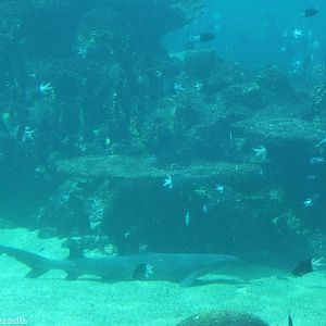 View of Shark Bay from Underwater Viewing