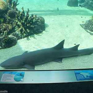 Shark Species