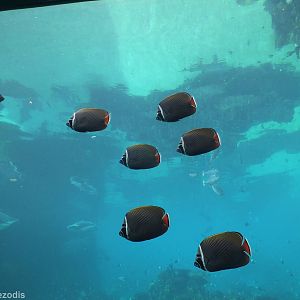 Interesting Fish Species