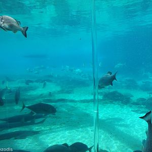 View of Shark Bay from Underwater Viewing