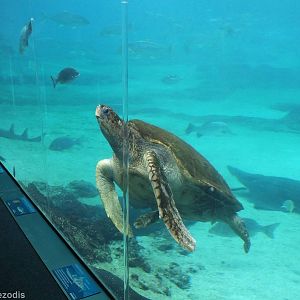 Green Sea Turtle