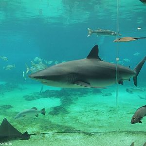 Dusky Whaler Shark (?)