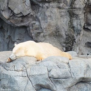 Polar Bear and Magpie-lark