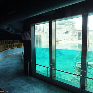 Polar Bear Underwater Viewing