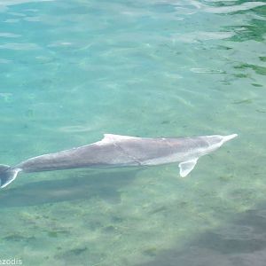 Australian Humpback Dolphin