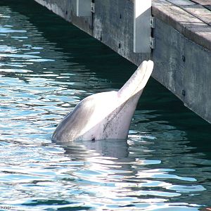 Australian Humpback Dolphin
