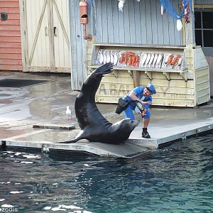 Sealion Show