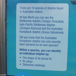 Dolphin Species Sign