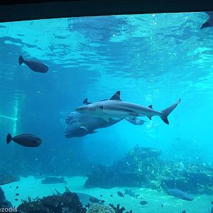 View of Shark Bay from Underwater Viewing Area