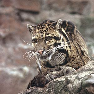 Clouded leopard 1974