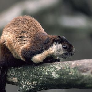 Black giant squirrel 1983