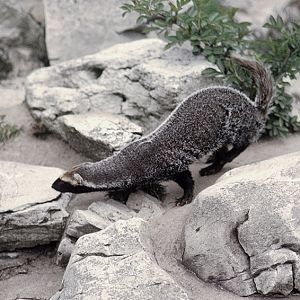 Allamand's grison 1973