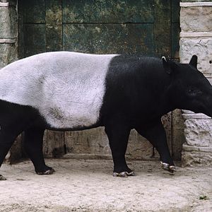 Malayan tapir 1973