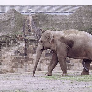 Indian elephant bull 1973
