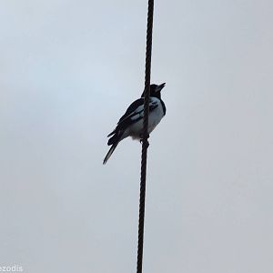 Pied Butcherbird
