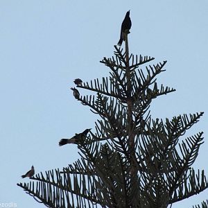 Pied Currawongs and Noisy Miners