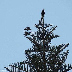Pied Currawong and Noisy Miners