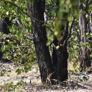 White-crested Helmetshrike near Maun, Botswana, 30/04/16