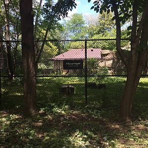 New outdoor klipspringer exhibit