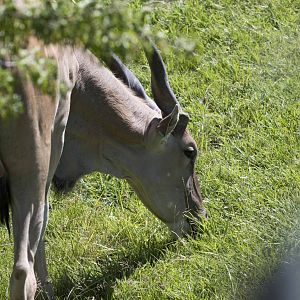 Common Eland