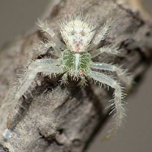 Heriaeus graminicola