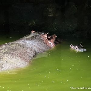 Hippo baby