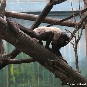 Red-backed bearded saki scent-marking