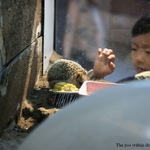 Long-eared hedgehog exhibit