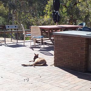 Wild Kangaroo in a Restaurant