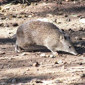 Southern Brown Bandicoot